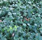 Taxon: <b>Celastraceae</b>