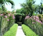 Plants for tropical gardens - home decor