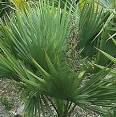Saw palmetto can be found in