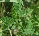 File:<b>Astragalus membranaceus</b>.