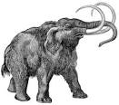 WOOLLY MAMMOTH | Thomas Jefferson Fossil Collection | Academy of ...