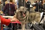 WESTMINSTER DOG SHOW 2012: Behind-the-Scenes Grooming of ...