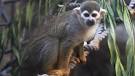 Squirrel monkey stolen from San Francisco Zoo overnight | abc13.