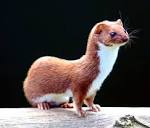 Weasel - Wikipedia, the free encyclopedia