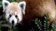 Red panda found after escaping from Washington's National zoo - video