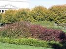 Sculpture Garden: Abelia (Abelia grandiflora 'Edward Goucher') and ...