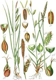 Image result for "Carex sociata"