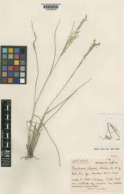 Image result for Panicum chaseae
