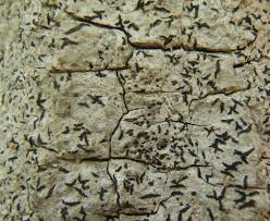 Image result for Opegrapha herbarum