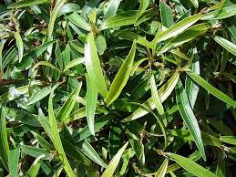 Image result for Olea neriifolia