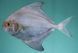 Vựa cá Phượng Hồng chuyên cung cấp các mặt hàng cá mực các loại-giá cả phải chăng - 10