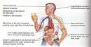 adverse effects of alcohol on blood - News And Life Style