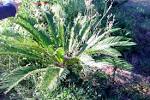 Este <b>grupo</b> de <b>plantas</b>,
