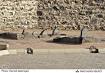 Image result for ‫تصاويري جانسوز از قبرستان بقيع قبل از تخريب+عکس‬‎