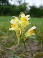 <b>Linaria</b> vulgaris