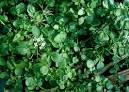 Watercress, Nasturtium officinale