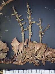 Image result for "Limonium asperrimum"