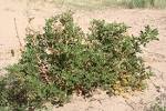 <b>Glycyrrhiza uralensis</b> Fisch.