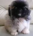 PEKINGESE Dog Breed for Sales - Puppy Pictures, Breeders and ...