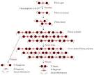 <b>Fibrin</b> Polymerisation and