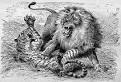 Lion vs tiger fight accounts in Lion Vs Tiger Forum