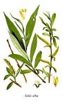 File:Thomé <b>Salix</b> alba clean.