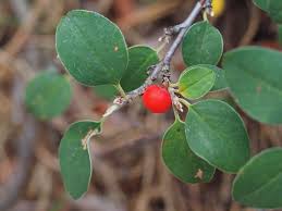 Image result for "Cotoneaster pyrenaicus"