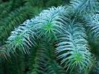<b>Cunninghamia</b> lanceolata