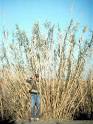 Miracle Plants” or “Noxious Weeds”? EPA weighs status of invasive ...