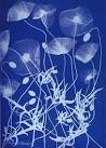 Anna Atkins: An Early Cyanotype Impression | The Abbeville Blog