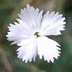 <b>CARYOPHYLLACEAE</b> - The Pink