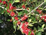 <b>Ilex vomitoria</b> - yaupon