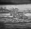 <b>Treponema</b> pallidum