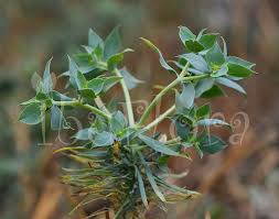 Image result for Euphorbia aleppica