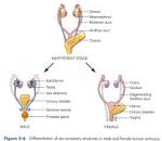 The <b>Mullerian ducts</b> rise