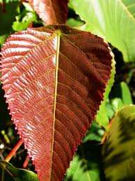 Image result for "Macaranga dipterocarpifolia"