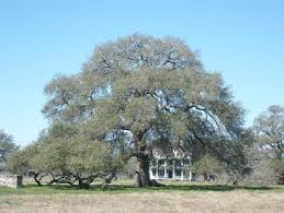 Sam Houston Oak, Gonzales, Sam Houston Oak, Gonzales,