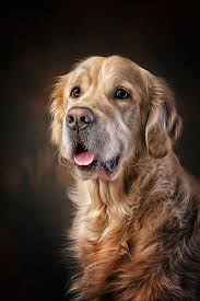 Golden Portrait - Bild \u0026amp; Foto von Danny Block aus Hunde ...