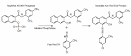 by <b>alkaline phosphatase</b>.