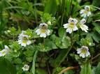 <b>Euphrasia</b> officinalis