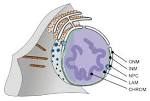 of the <b>nuclear envelope</b>
