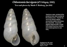 Image result for "Odostomia laevigata"