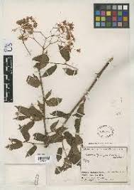 Image result for "Begonia barrigae"