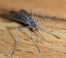 Is it a bird? Is it a plane? No, its an Asian tiger mosquito and its