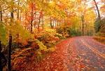 When Do the Leaves Change Color in the Fall | Inside Gatlinburg TN ...