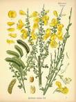 (<b>Cytisus</b> scoparius)