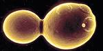 Biology Pictures: Budding Yeast Picture
