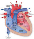 Anatomía del <b>corazón</b> - Instituto del <b>Corazón</b> de Texas (Texas Heart
