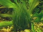 <b>Eleocharis</b> parvula - Dwarf