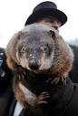 PETA wants to replace famous groundhog Punxsutawney Phil with an ...